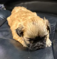 AKC Black mask, a male Shih Tzu for sale in Houston, MS – Photo 3 of 4