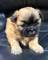 AKC Black mask, a male Shih Tzu for sale in Houston, MS – Photo 2 of 4