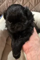 AKC Midnight, a male Shih Tzu for sale in Houston, MS – Photo 1 of 2