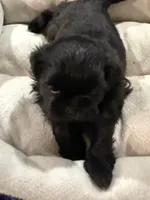 AKC Midnight, a male Shih Tzu for sale in Houston, MS – Photo 2 of 2