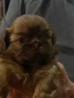 AKC Brownie, a male Shih Tzu for sale in Houston, MS – Photo 2 of 4