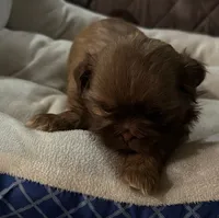 AKC Brownie, a male Shih Tzu for sale in Houston, MS – Photo 4 of 4