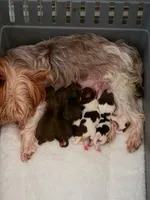 Josie, a female Yorkshire Terrier for sale in Bucyrus, OH – 5 of 6