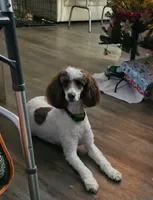 Esme, a female Bernedoodle for sale in Bucyrus, OH – 8 of 10