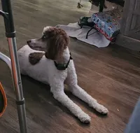 Esme, a female Bernedoodle for sale in Bucyrus, OH – 3 of 10