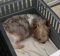 Josie, a female Yorkshire Terrier for sale in Bucyrus, OH – 4 of 6