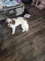 Esme, a female Bernedoodle for sale in Bucyrus, OH – 7 of 10