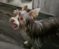 Josie, a female Yorkshire Terrier for sale in Bucyrus, OH – 2 of 6