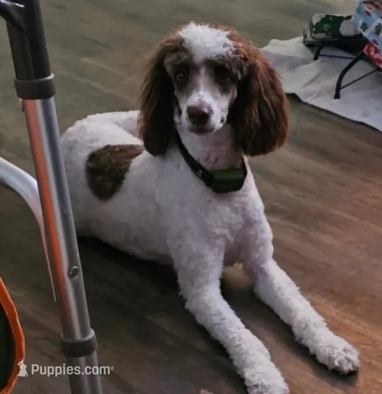 Esme – Bernedoodle puppy for sale in Bucyrus, OH