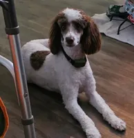 Esme, a female Bernedoodle for sale in Bucyrus, OH – 1 of 10