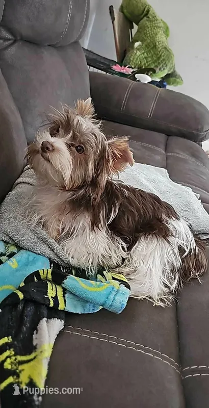 Josie – Yorkshire Terrier puppy for sale in Bucyrus, OH
