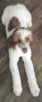 Esme, a female Bernedoodle for sale in Bucyrus, OH – 10 of 10