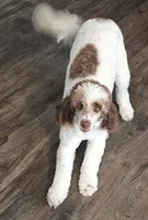 Esme, a female Bernedoodle for sale in Bucyrus, OH – 6 of 10