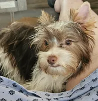 Josie, a female Yorkshire Terrier for sale in Bucyrus, OH – 3 of 6