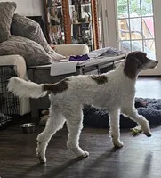 Esme, a female Bernedoodle for sale in Bucyrus, OH – 9 of 10
