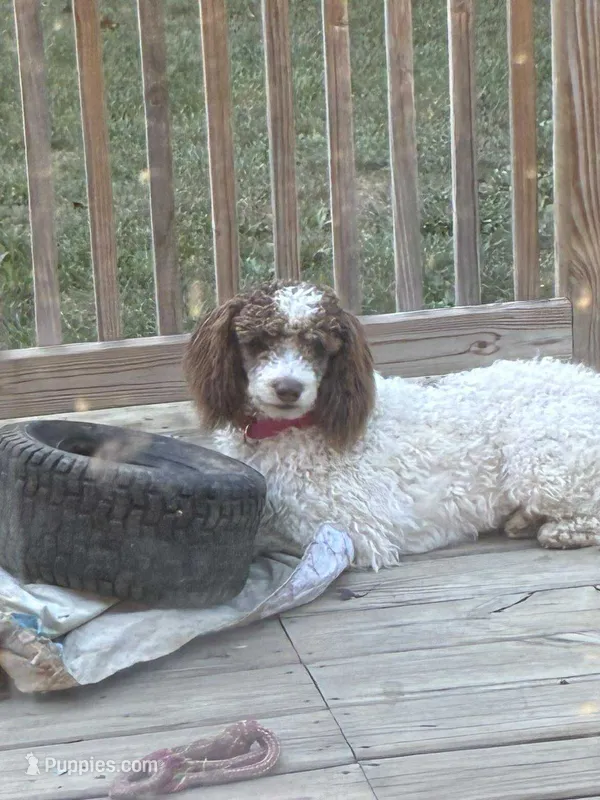 Esme – Bernedoodle puppy for sale in Bucyrus, OH
