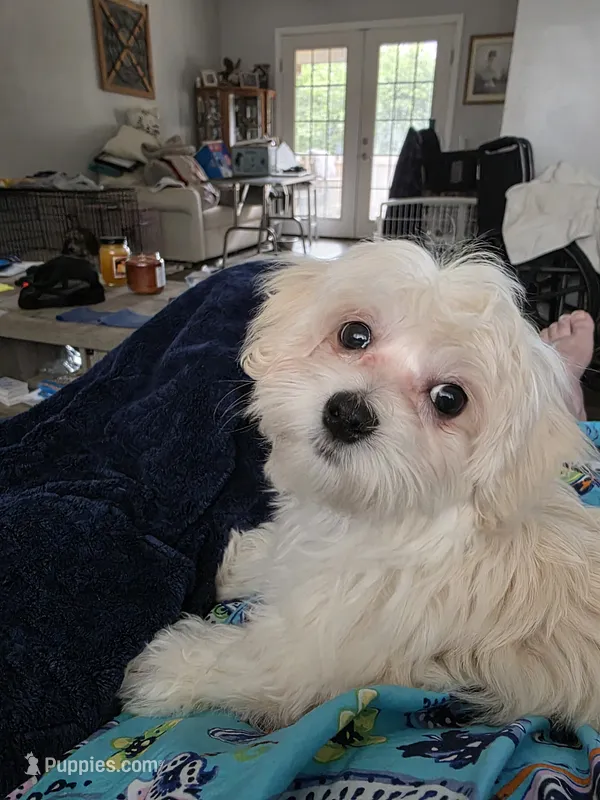 Maggie – Maltese puppy for sale in Bucyrus, OH
