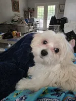 Maggie, a female Maltese for sale in Bucyrus, OH – 3 of 3