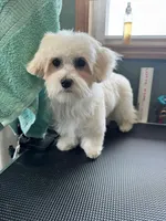 Maggie, a female Maltese for sale in Bucyrus, OH – 1 of 3