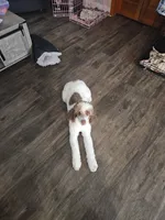Esme, a female Bernedoodle for sale in Bucyrus, OH – 4 of 10