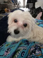 Maggie, a female Maltese for sale in Bucyrus, OH – 2 of 3