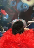 Reid, a male Pomeranian for sale in Lyons, GA – 3 of 3