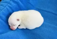 Cooper, a male Pomeranian for sale in Lyons, GA – Photo 3 of 3