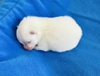 Cooper, a male Pomeranian for sale in Lyons, GA – Photo 2 of 3