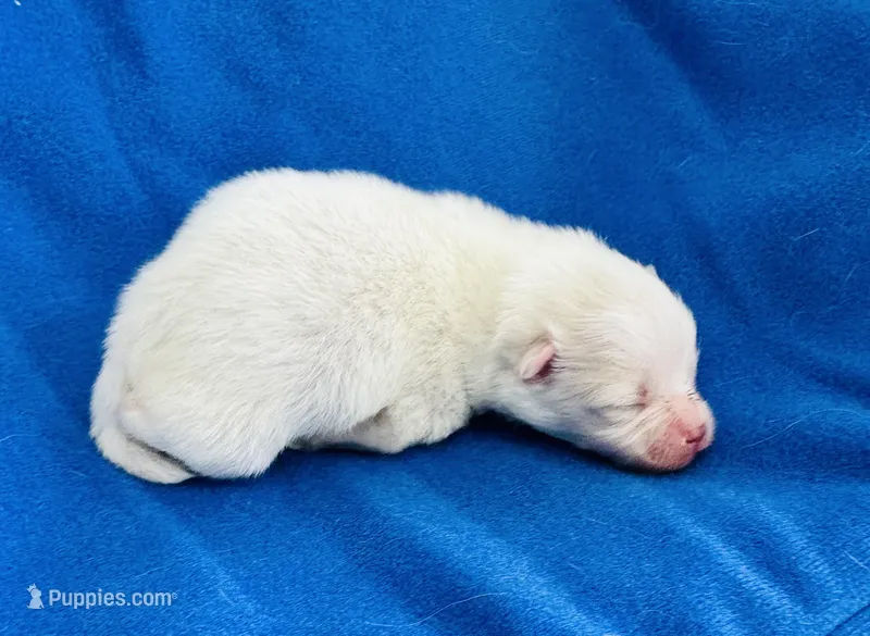 Cooper, a male Pomeranian for sale in Lyons, GA – Photo 1 of 3