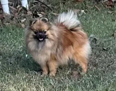 Darcy, a female Pomeranian for sale in Lyons, GA – Photo 3 of 3