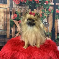 Darcy, a female Pomeranian for sale in Lyons, GA – Photo 4 of 8