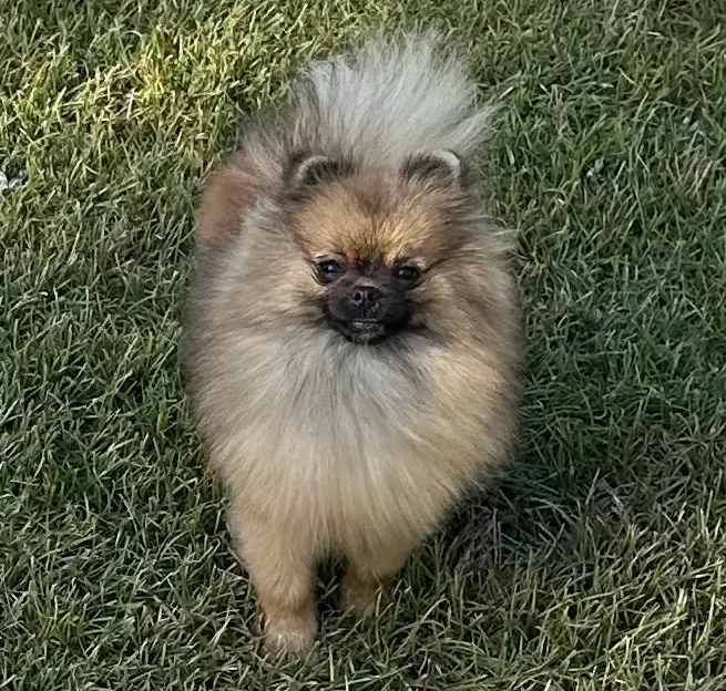 Darcy, a female Pomeranian for sale in Lyons, GA – Photo 2 of 3