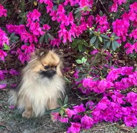 Darcy, a female Pomeranian for sale in Lyons, GA – Photo 2 of 8