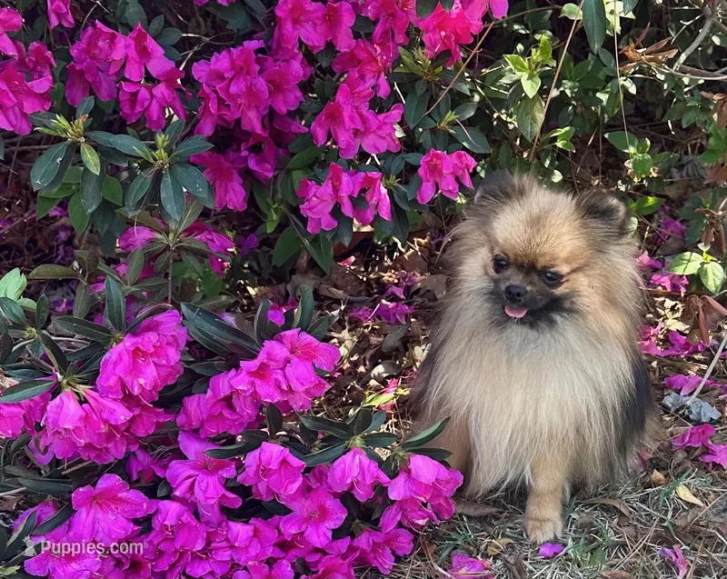 Darcy – Pomeranian puppy on hold in Lyons, GA