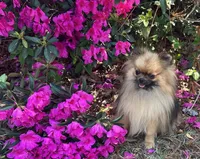 Darcy, a female Pomeranian for sale in Lyons, GA – Photo 1 of 8