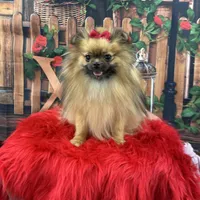 Darcy, a female Pomeranian for sale in Lyons, GA – Photo 5 of 8