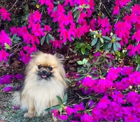 Darcy, a female Pomeranian for sale in Lyons, GA – Photo 3 of 8