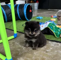 Lexie, a female Pomeranian for sale in Lyons, GA – 2 of 8