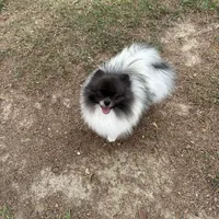 Finn, a male Pomeranian for sale in Lyons, GA – Photo 7 of 7