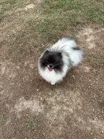 Finn, a male Pomeranian for sale in Lyons, GA – Photo 7 of 7