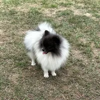 Finn, a male Pomeranian for sale in Lyons, GA – Photo 1 of 7