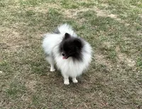 Finn, a male Pomeranian for sale in Lyons, GA – Photo 1 of 7