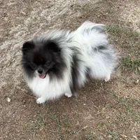 Finn, a male Pomeranian for sale in Lyons, GA – Photo 4 of 7