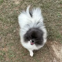 Finn, a male Pomeranian for sale in Lyons, GA – Photo 5 of 7