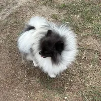 Finn, a male Pomeranian for sale in Lyons, GA – Photo 3 of 7