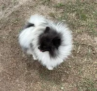 Finn, a male Pomeranian for sale in Lyons, GA – Photo 3 of 7