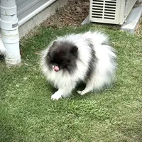 Finn, a male Pomeranian for sale in Lyons, GA – Photo 6 of 7
