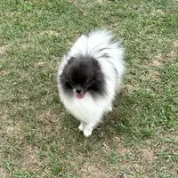 Finn, a male Pomeranian for sale in Lyons, GA – Photo 2 of 7