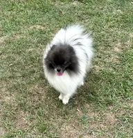 Finn, a male Pomeranian for sale in Lyons, GA – Photo 2 of 7