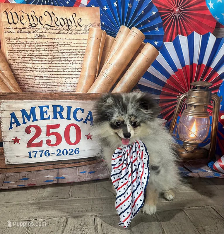Halle – Pomeranian puppy for sale in Lyons, GA